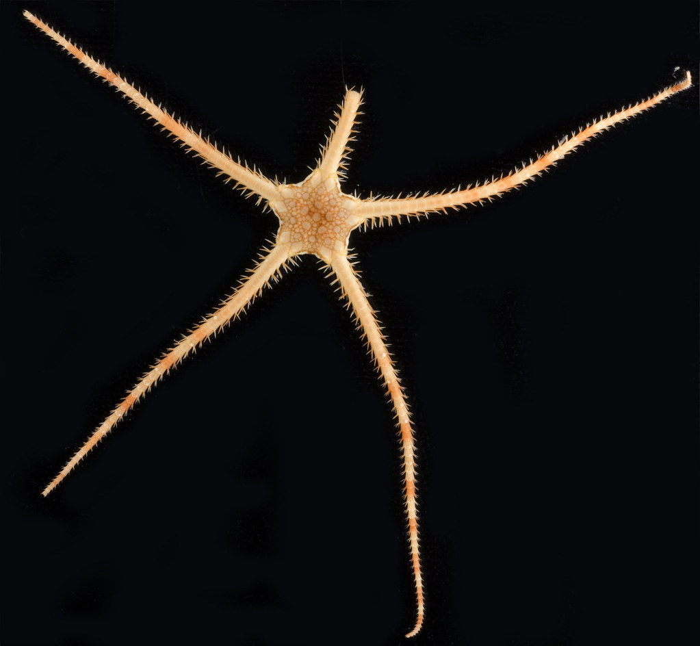 grey brittle star