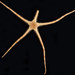 Grey Brittle Star - Photo (c) Hakai Institute, some rights reserved (CC BY-NC-SA), uploaded by Hakai Institute