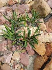 Pelargonium pilosellifolium