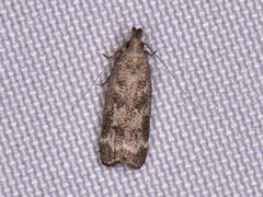 Dichomeris inversella