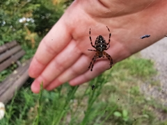 Araneus diadematus