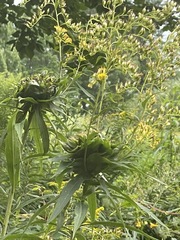 Rhopalomyia capitata