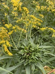 Rhopalomyia capitata