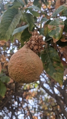 Aesculus californica