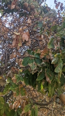 Aesculus californica