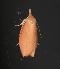 Wingia rectiorella