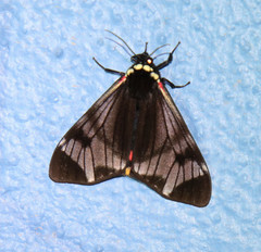 Dysschema leucophaea