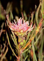 Protea odorata