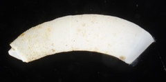 Caecum crebricinctum
