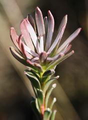 Leucadendron verticillatum