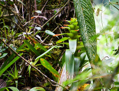 Guzmania gloriosa