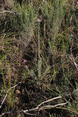 Leucadendron verticillatum