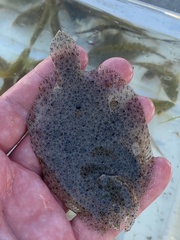 Scophthalmus rhombus