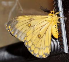 Pseudaphelia apollinaris