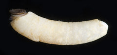 Caecum crebricinctum