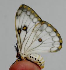 Pseudaphelia apollinaris