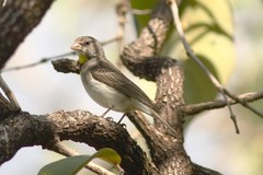 Crithagra xantholaema