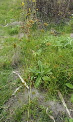 Cyperus polystachyos polystachyos