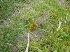 Cyperus polystachyos polystachyos