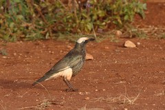 Lamprotornis albicapillus