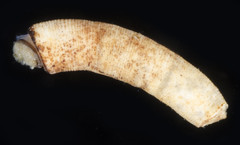Caecum crebricinctum