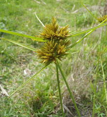 Cyperus polystachyos polystachyos