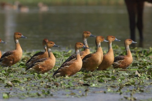 Fulvous Whistling-Duck