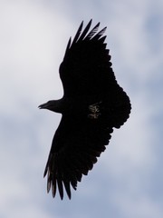 Corvus rhipidurus