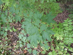 Acer cappadocicum