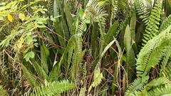 Sansevieria trifasciata