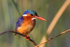 Corythornis cristatus