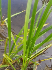 Sparganium erectum