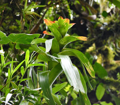 Guzmania gloriosa