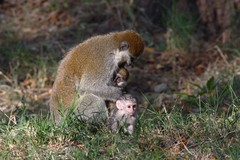 Chlorocebus aethiops