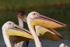 Pelecanus onocrotalus