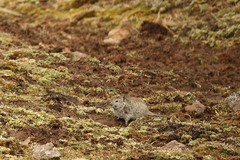 Arvicanthis blicki