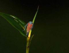 Cardioscarta flavifrons