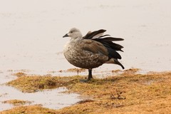 Cyanochen cyanoptera