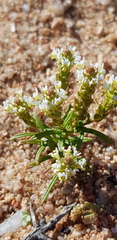 Hebenstretia minutiflora