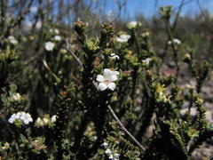 Euchaetis burchellii