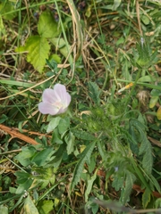 Malva setigera