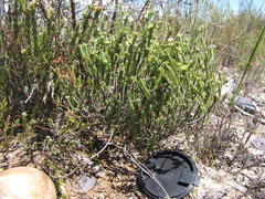 Euchaetis burchellii