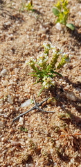 Hebenstretia minutiflora