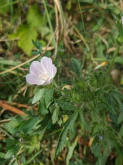 Malva setigera