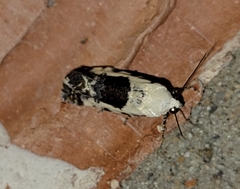 Ponometia phecolisca