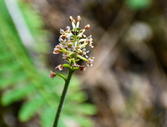 Cranichis ciliata