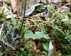 Cranichis ciliata