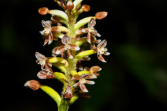 Cranichis ciliata