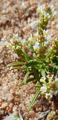 Hebenstretia minutiflora