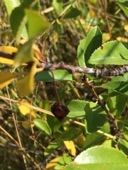 Prunus fruticosa